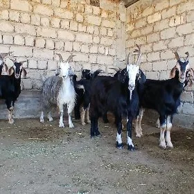 Erkeç