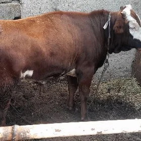 öküz