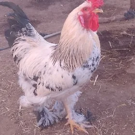 Brama horaz