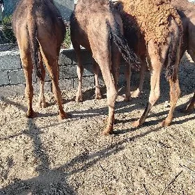 ofşuk