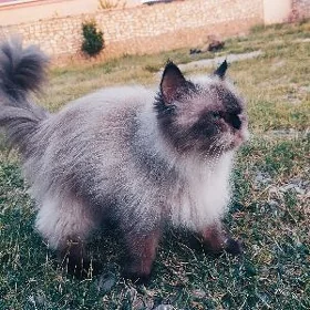 PIŞIK