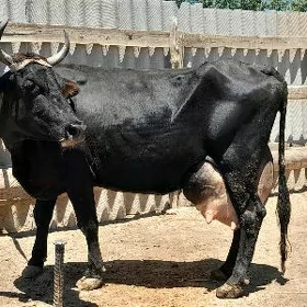 góleli
