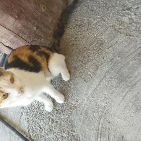 pişik