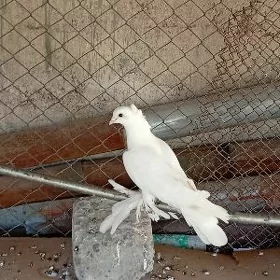 kepderi