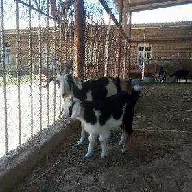 owlakly geçi
