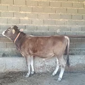 şwes okuz