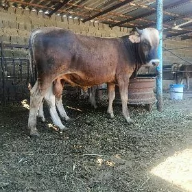 şwes okuz