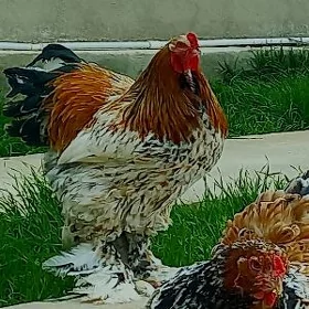 Brama yumurtga