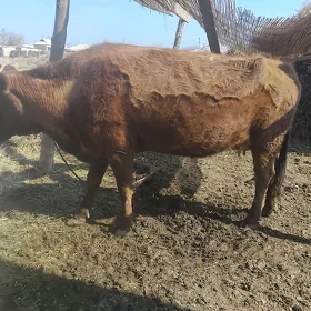 Sygyr bakylan