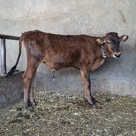 Gibrit okuzler