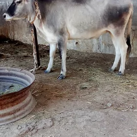 tüwe
