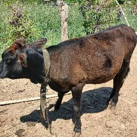 ökiźçe