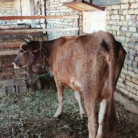 Sygyr