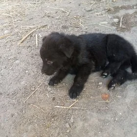 овчарка