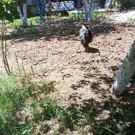 brama