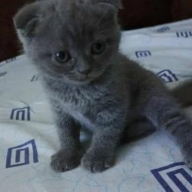 Шотландский вислоухий
