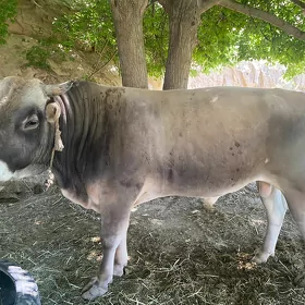 Şwes öküz
