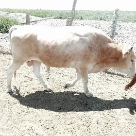 öküz