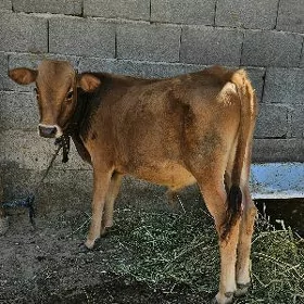 Okuzçe