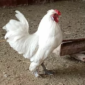 Karlık horaz