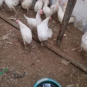 towuk курица