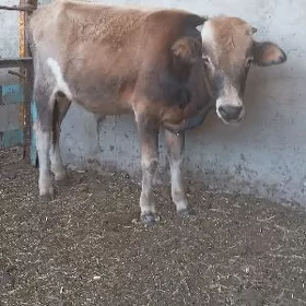 okuzce