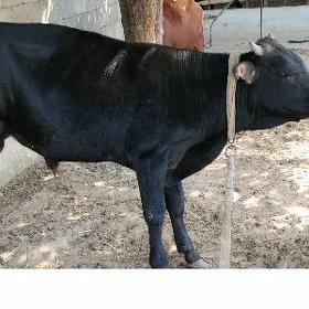 Ôkuz
