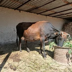 goleli sygyr