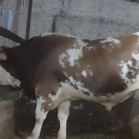 simmental okuz