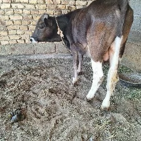SIWES OKUZCE MIŞGA