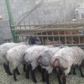 goýun