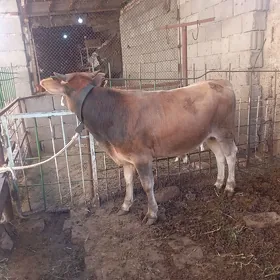 Öküz