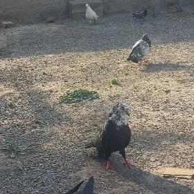 kepderi