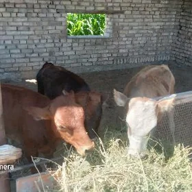 göle