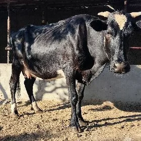 SYGYR