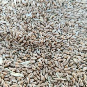 Tyrtykal (turk arpa)