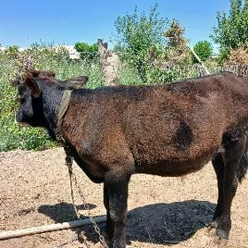 ökizçe