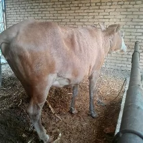 Baklyk mal