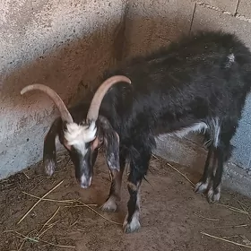 geçi