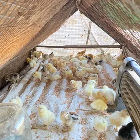balgar jujeler