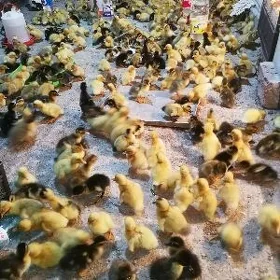ordek gak gak
