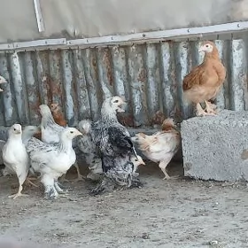 Juje  Balgar we yerli