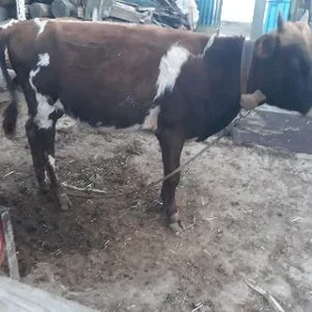 oküz