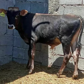 öküz