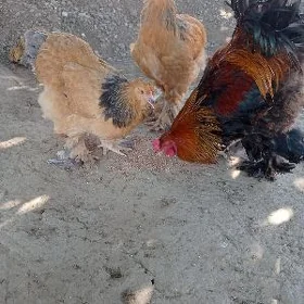 brama towuk horaz
