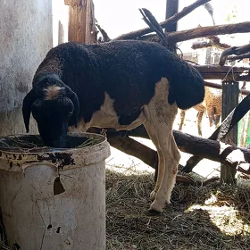 GYSAR İŞŞEK