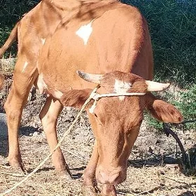 sygyr