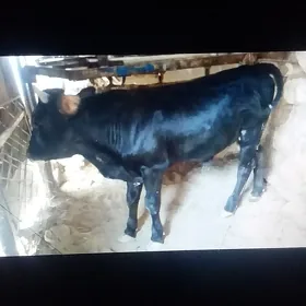 Öküz