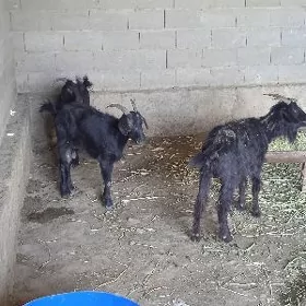 3 sany geci