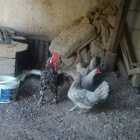 karlik